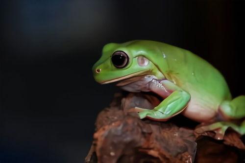 绿头蛙吃瓜视频,萌态十足引网友热议