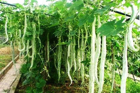 吃蛇瓜小视频,舌尖上的异域风情