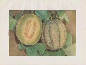 蜜瓜花怎么吃最好吃呢视频,视频揭秘最佳食用技巧