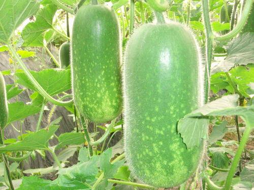 脆瓜大个无籽可以吃吗视频,食用安全揭秘