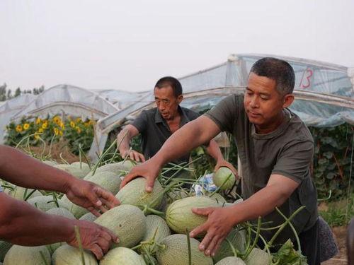 后厂村吃瓜视频,揭秘科技园区里的趣味生活