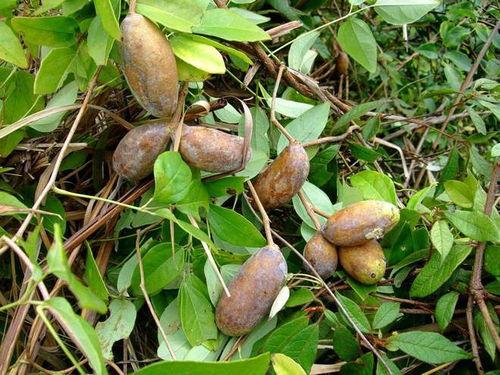 八月瓜要怎么吃视频,视频教你轻松享美食