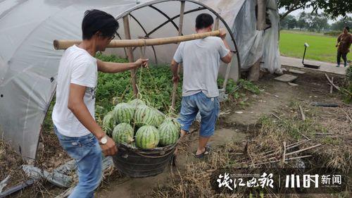 南阳吃瓜摄影师是谁啊视频,视频走红背后的故事