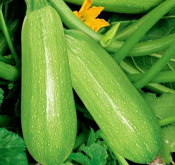 吃白瓜要去籽吗视频大全,视频大全教你轻松处理