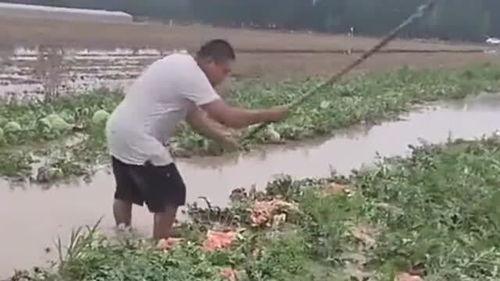 农民吃瓜的最新视频,农民吃瓜视频展现丰收喜悦