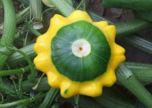 飞碟瓜怎么吃视频,跟随视频轻松学会