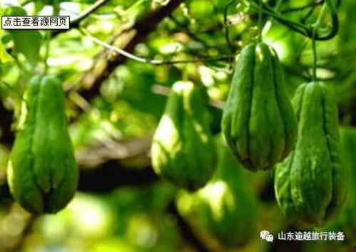 牛角瓜怎样吃视频教程,视频教程教你轻松上手