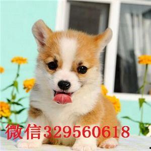 柯基可以吃蒲瓜嘛视频讲解,蒲瓜的适宜性解析