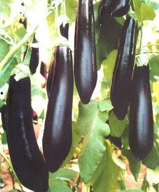 孩子吃茄瓜视频教程大全,轻松学做美味家常菜