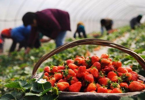 董老师吃瓜草莓视频下载,甜蜜瞬间，瓜界新宠