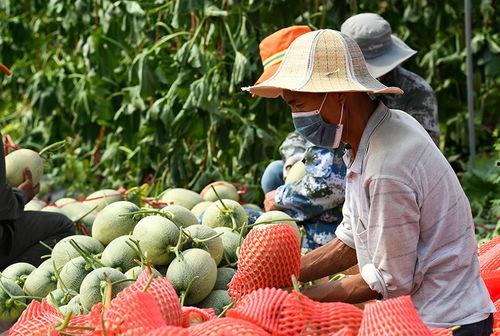 西和县送花吃瓜视频,送花吃瓜视频展现民间风情