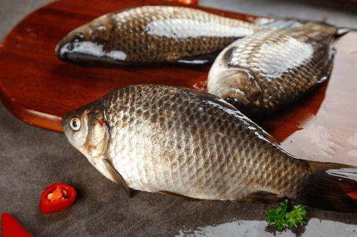 鲫鱼会吃小瓜吗视频教程,鲫鱼摄食小瓜行为解析