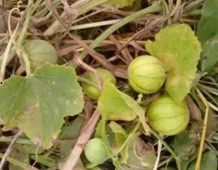 田瓜发芽可吃吗视频,揭秘发芽田瓜的食用奥秘