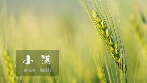 小满吃瓜最新视频,揭秘瓜界风云，笑料连连