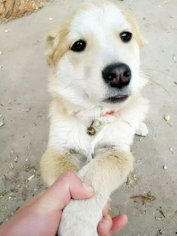 田园犬吃蜜瓜视频,萌态十足引网友爆笑