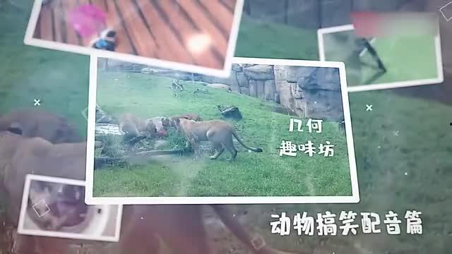 吃瓜的动物配音视频在线观看