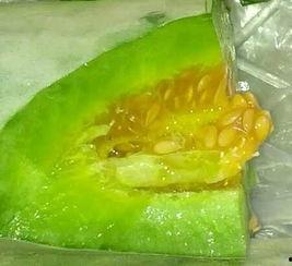 小孩吃羊角脆瓜好吗视频,儿童健康零食新选择