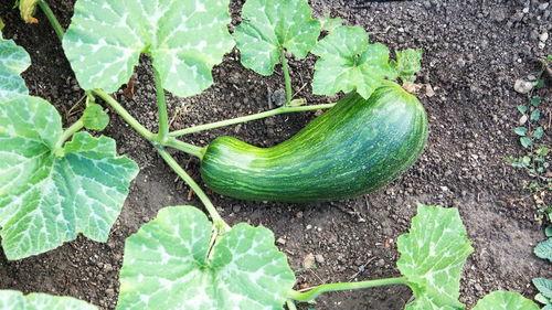 瓠瓜怎么吃图片视频大全,图片视频大全教你多样吃法