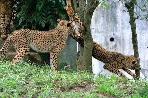 猎豹队吃瓜了视频,揭秘幕后故事与精彩瞬间